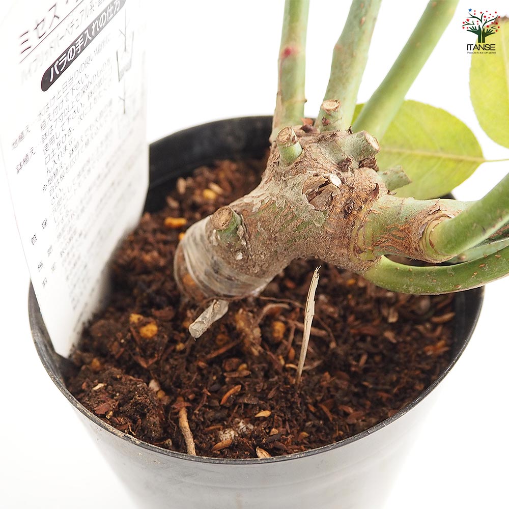 薔薇 ミセス ジョンレイン 接木苗【花苗 4号／1個売り】｜ 【植物の