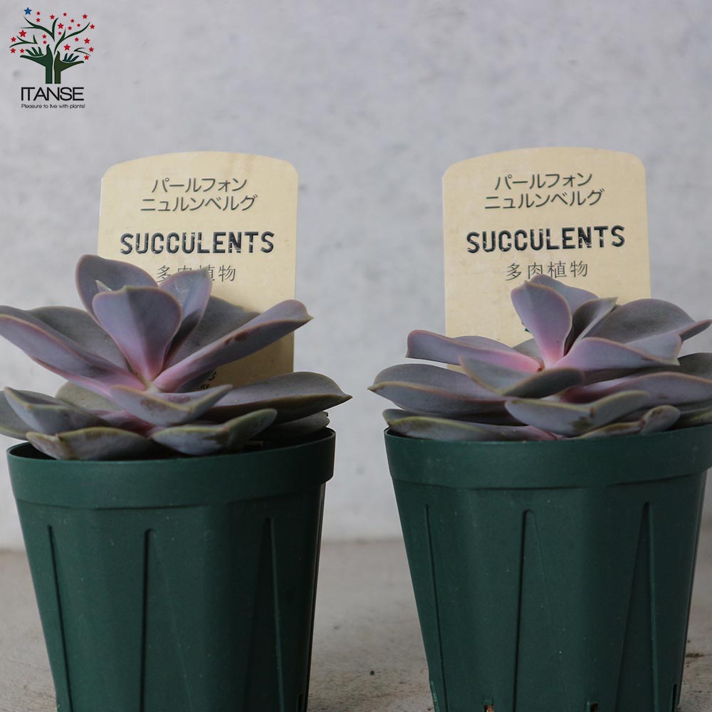 エケベリア・パールフォンニュルンベルグ【多肉植物 2.5号鉢／1個売り