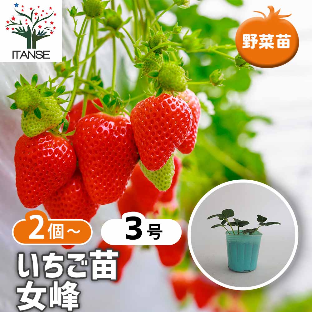 いちごの苗 女峰2個～ 【野菜の苗 3号】｜ 【植物のITANSE】全品