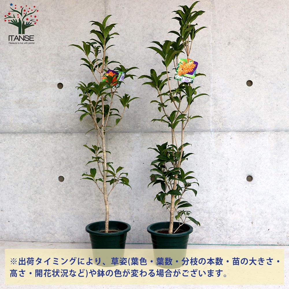 キンモクセイ 楽天市場】花木 庭木の苗/キンモクセイ（金木犀）6号ポット