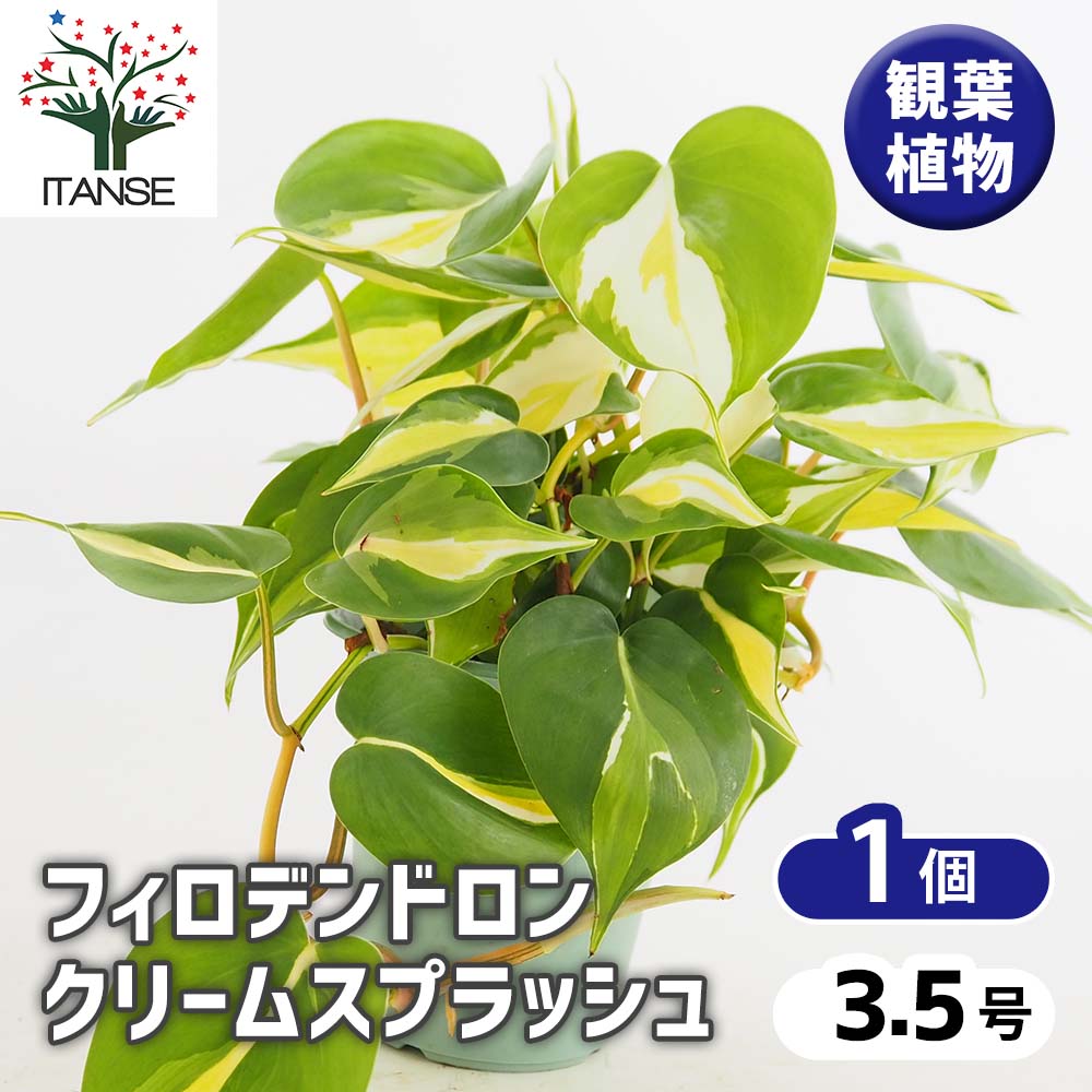 フィロデンドロン クリームスプラッシュ 【観葉植物 3.5号／1個売り