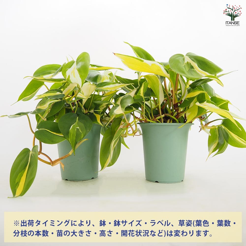 フィロデンドロン クリームスプラッシュ 【観葉植物 3.5号／1個売り