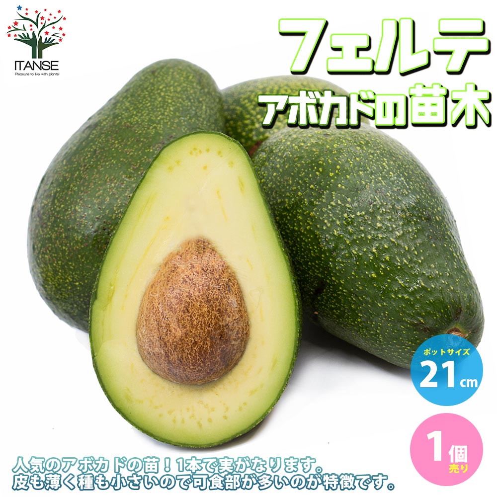 アボカド　フェルテ 750-NTF198.jpg?1