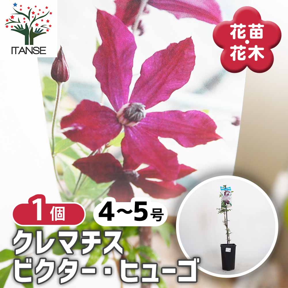 クレマチス ビクター ヒューゴ 【花苗 4号／1個売り】｜ 【植物の