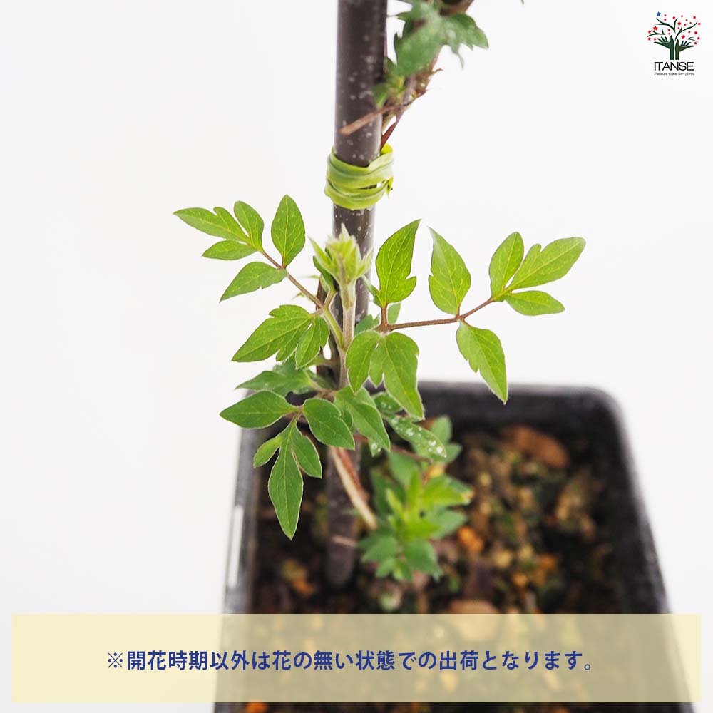 クレマチス ビクター ヒューゴ 【花苗 4号／1個売り】｜ 【植物の