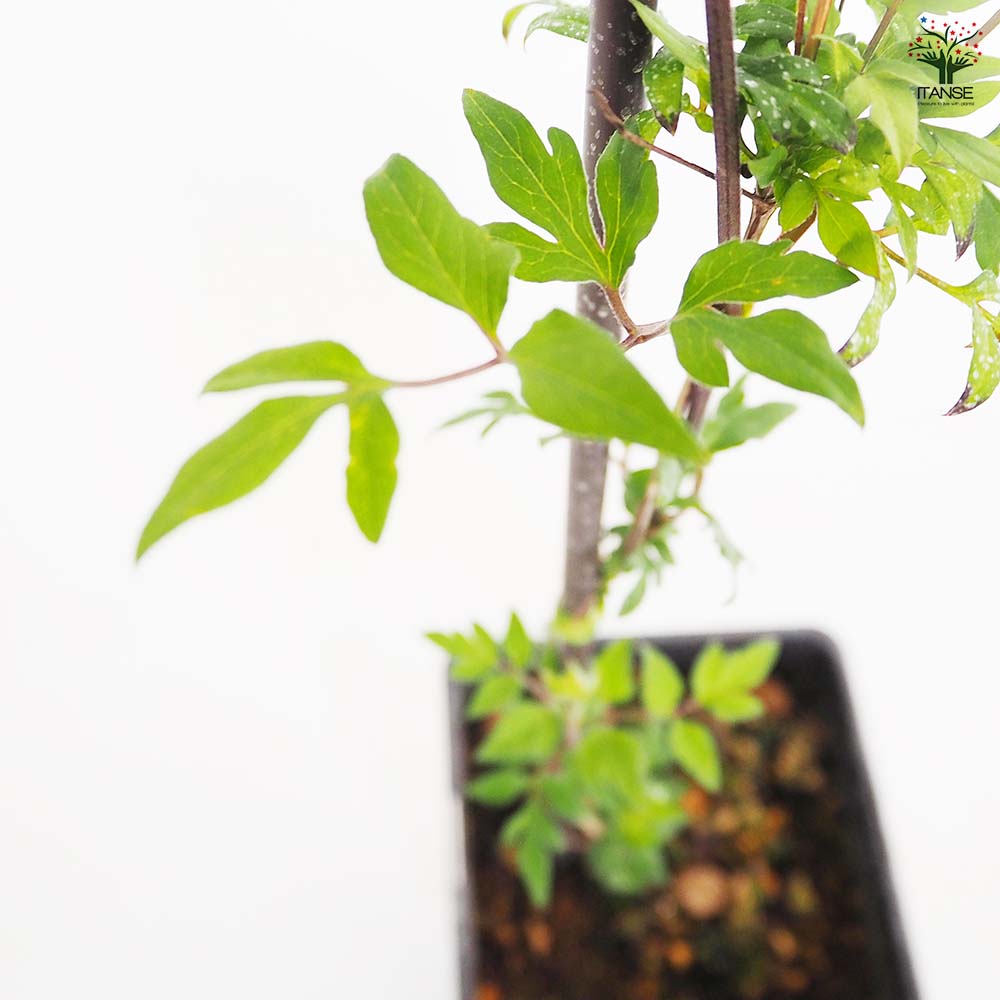 クレマチス ビクター ヒューゴ 【花苗 4号／1個売り】｜ 【植物の