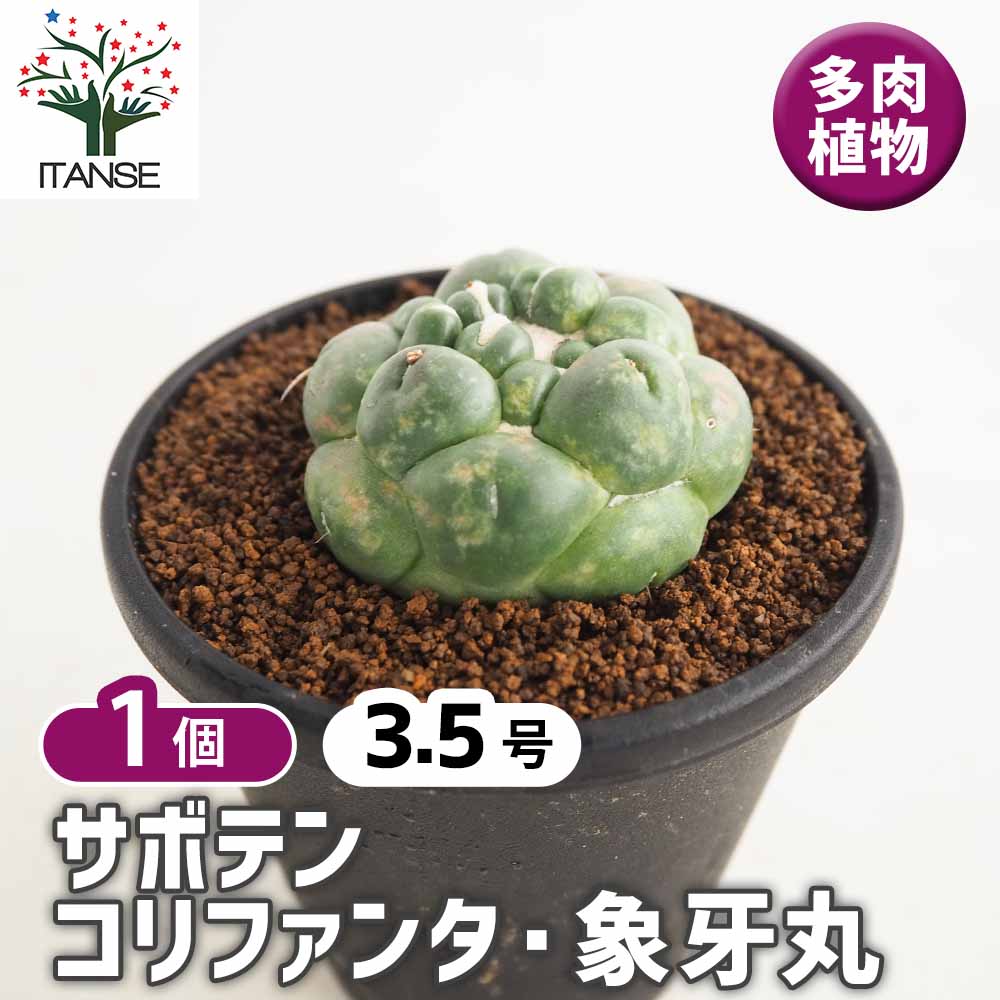 サボテン コリファンタ 象牙丸 【多肉植物 3.5号／1個売り】｜ 【植物