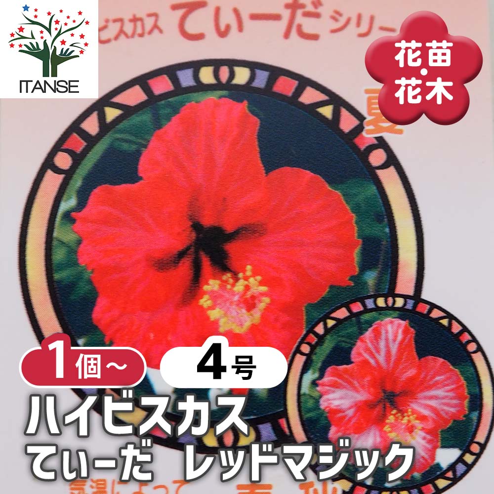 ハイビスカス てぃーだ レッドマジック 【花木苗 4号／1個売り