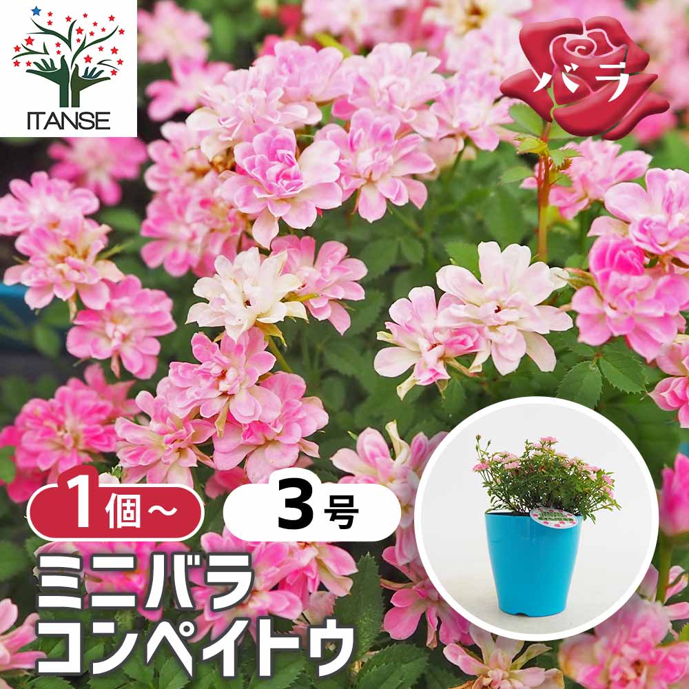 ミニ薔薇 コンペイトウ 【花木苗 3号】｜ 【植物のITANSE】全品