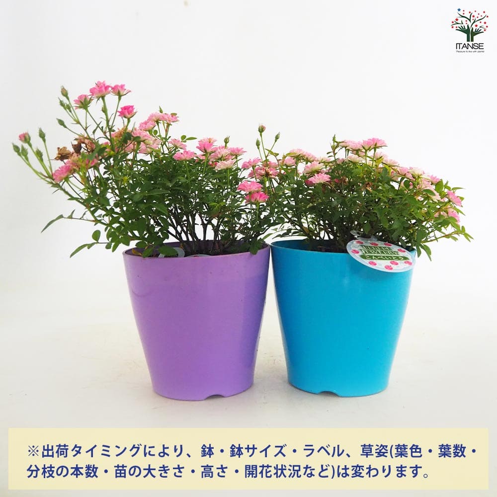 ミニ薔薇 コンペイトウ 【花木苗 3号】｜ 【植物のITANSE】全品