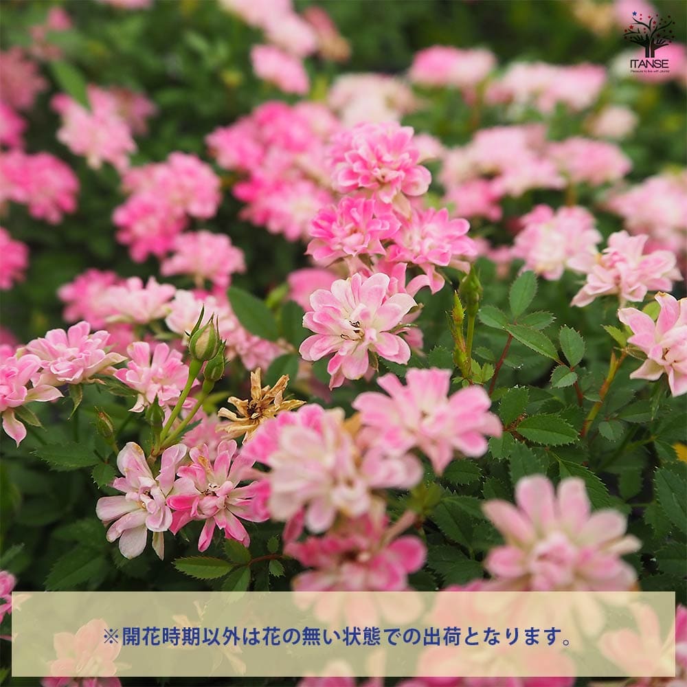 ミニ薔薇 コンペイトウ 【花木苗 3号】｜ 【植物のITANSE】全品