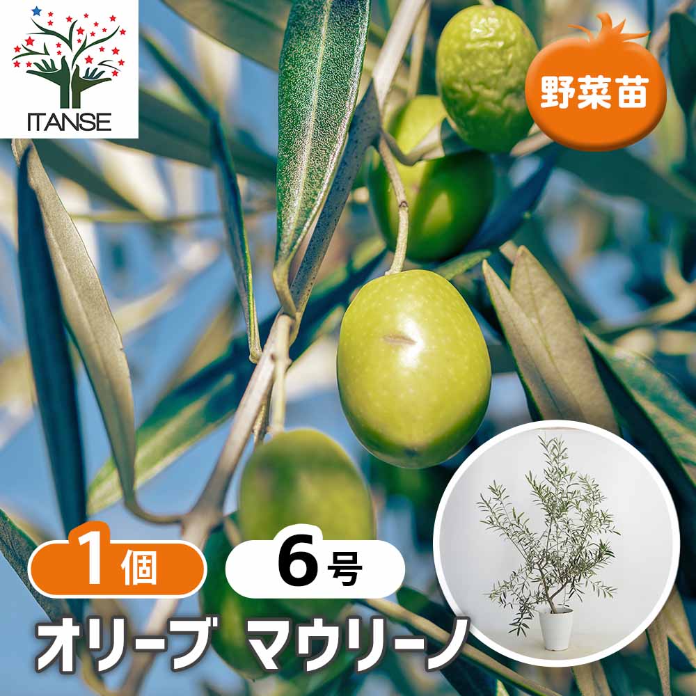 オリーブ マウリーノ白テーパ鉢 【果樹の苗木 6号／1個売り】｜ 【植物