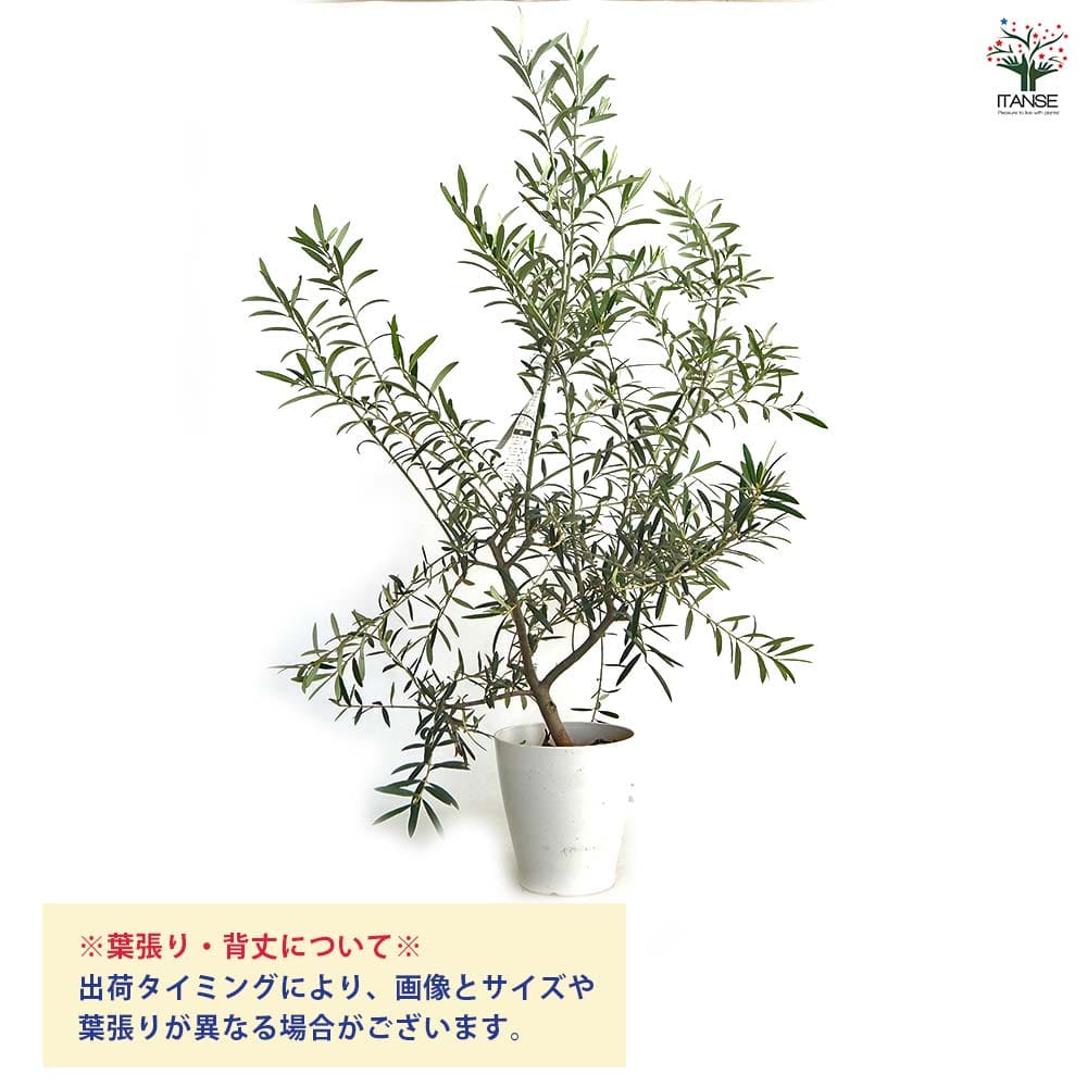 オリーブ マウリーノ白テーパ鉢 【果樹の苗木 6号／1個売り】｜ 【植物
