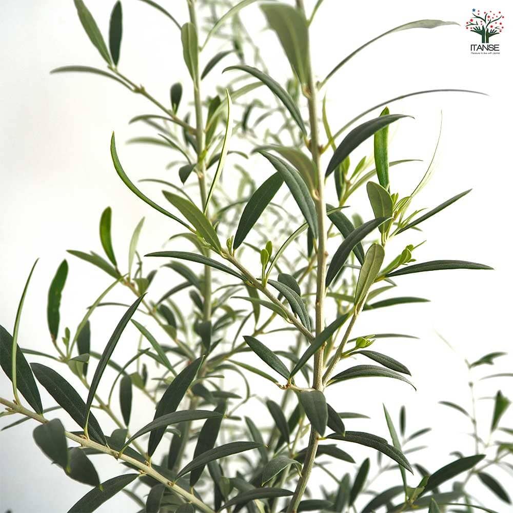 オリーブ マウリーノ白テーパ鉢 【果樹の苗木 6号／1個売り】｜ 【植物