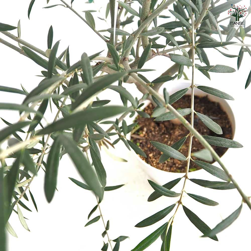 オリーブ マウリーノ白テーパ鉢 【果樹の苗木 6号／1個売り】｜ 【植物