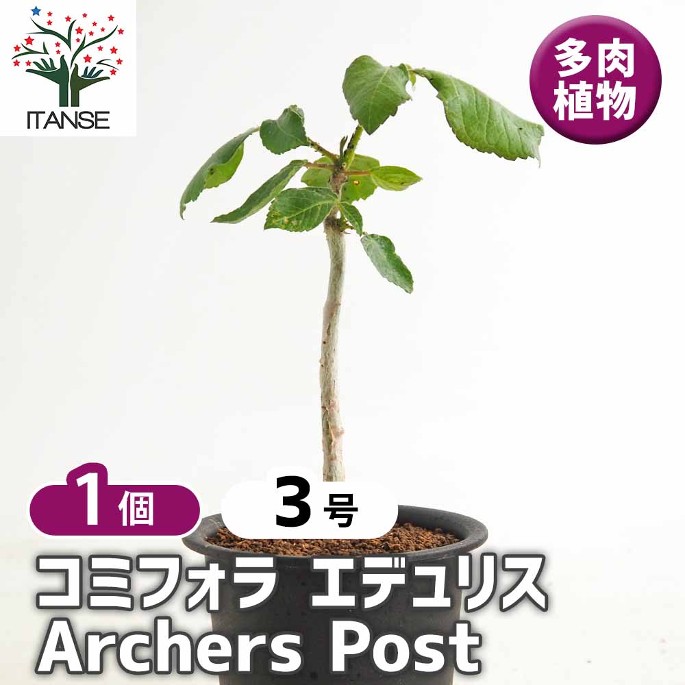 コミフォラ エデュリス Archers Post 【多肉植物 3号／1個売り