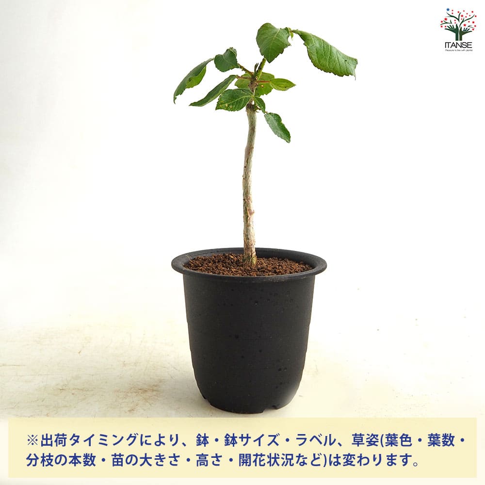 コミフォラ エデュリス Archers Post 【多肉植物 3号／1個売り