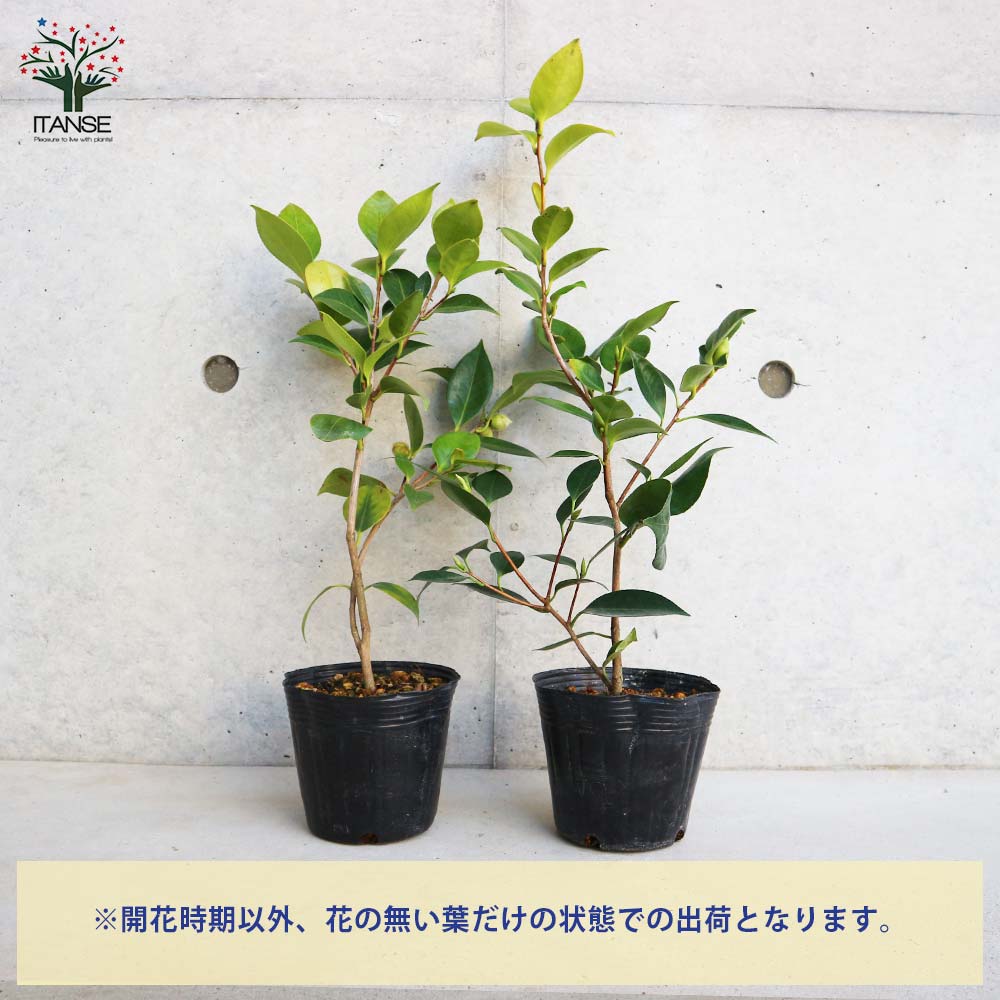 椿(ツバキ)の苗木 品種:吹雪白玉(フブキシラタマ)【庭木 4号ポット苗