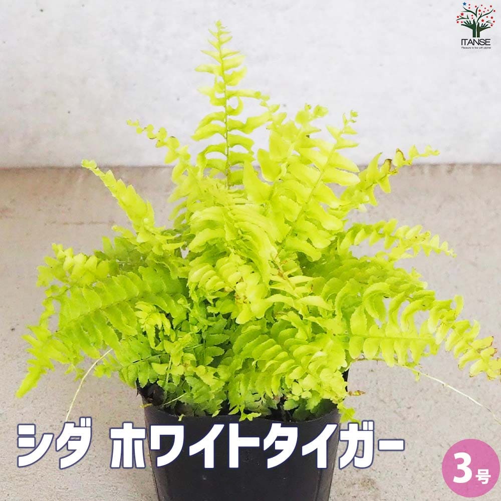 シダ ネフロレピス ホワイトタイガー【観葉植物 3号ポット】｜ 【植物