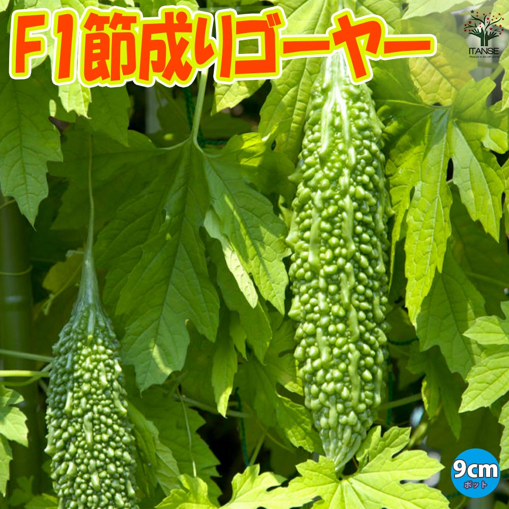 F1節成りゴーヤー(品種:F1節成ゴーヤ300)2個～【野菜苗9cmポット】