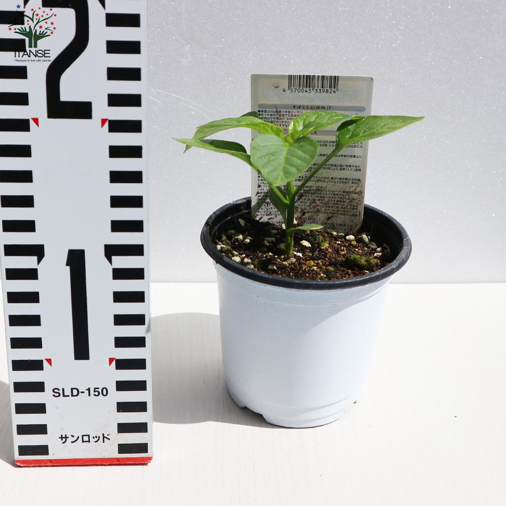 苦くない!肉厚甘味ピーマンの苗2個~【野菜苗10.5cmポット 自根苗】