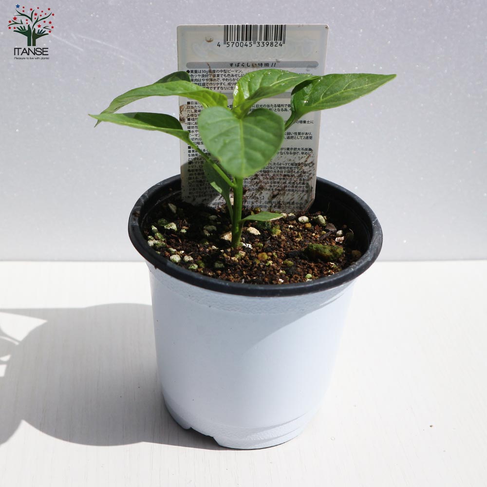 苦くない!肉厚甘味ピーマンの苗2個~【野菜苗10.5cmポット 自根苗】