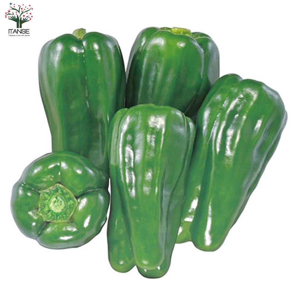 苦くない!肉厚甘味ピーマンの苗2個~【野菜苗10.5cmポット 自根苗】