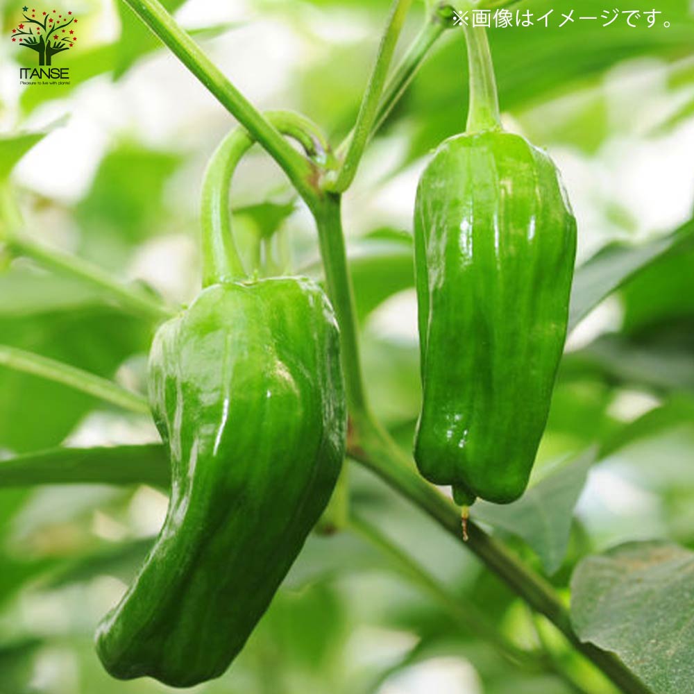苦くない!肉厚甘味ピーマンの苗2個~【野菜苗10.5cmポット 自根苗】