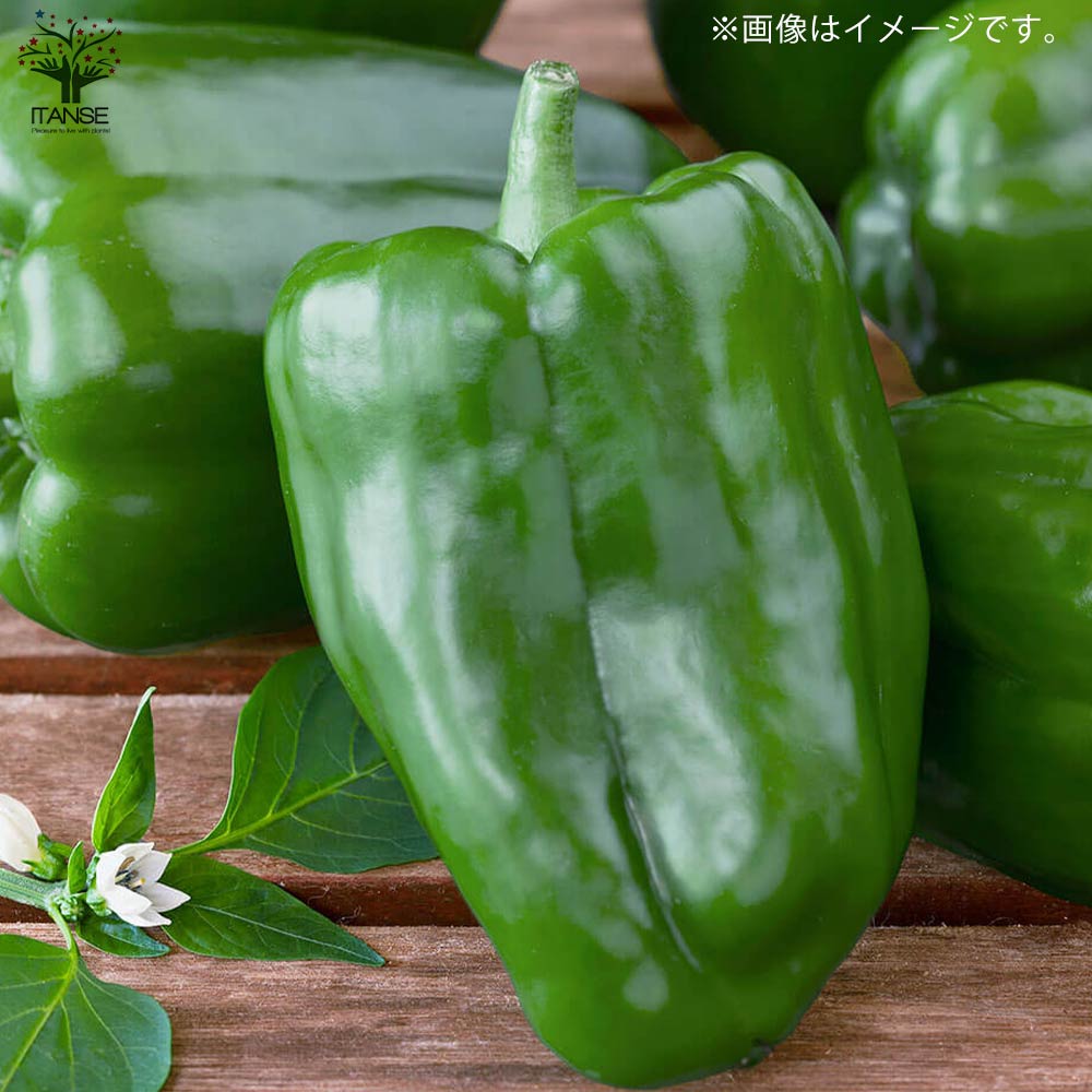苦くない!肉厚甘味ピーマンの苗2個~【野菜苗10.5cmポット 自根苗】
