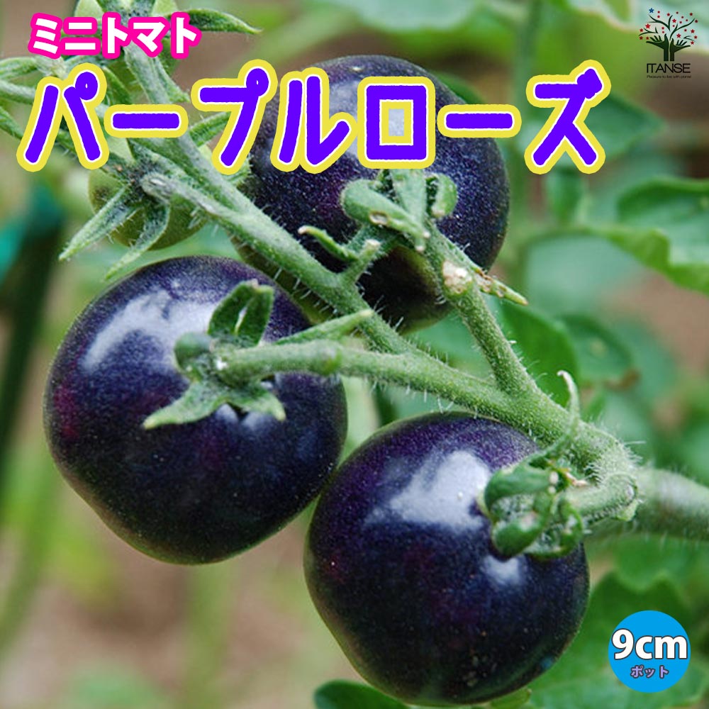 変わり種トマトを育ててみました！ 珍しいトマトの苗6本セット