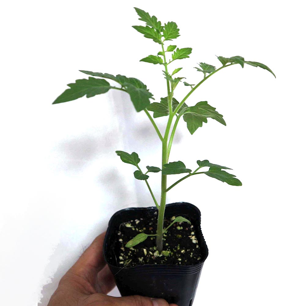 ミニトマト パープルローズ苗2個～【野菜 自根苗 9cmポット】