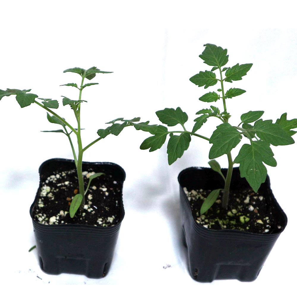 ミニトマト パープルローズ苗2個～【野菜 自根苗 9cmポット】