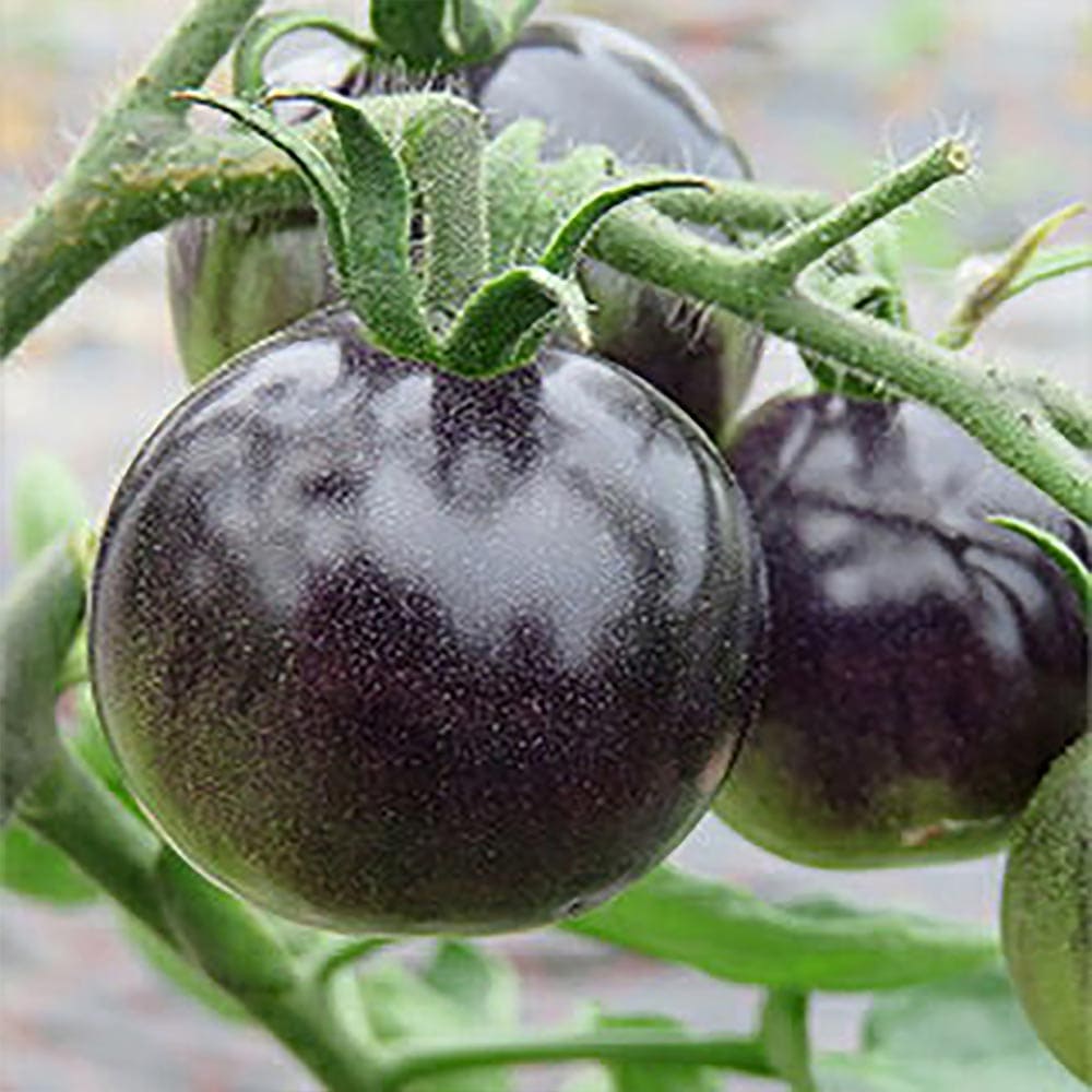 ミニトマト パープルローズ苗2個～【野菜 自根苗 9cmポット】