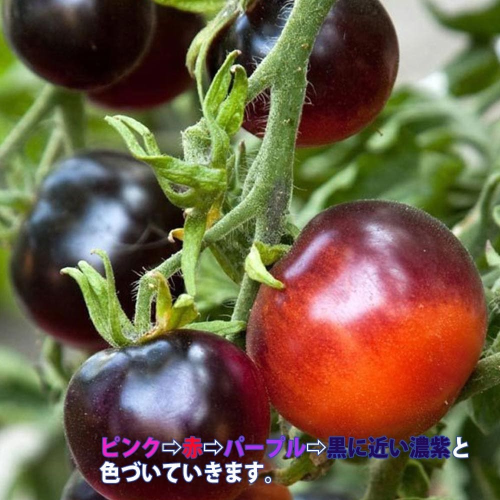 ミニトマト パープルローズ苗2個～【野菜 自根苗 9cmポット】｜ 【植物