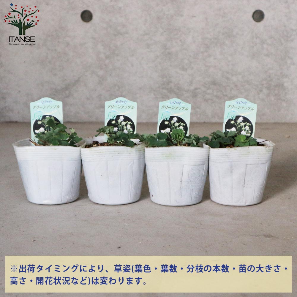 オダマキ グリーンアップル【花苗 3.5号】｜ 【植物のITANSE