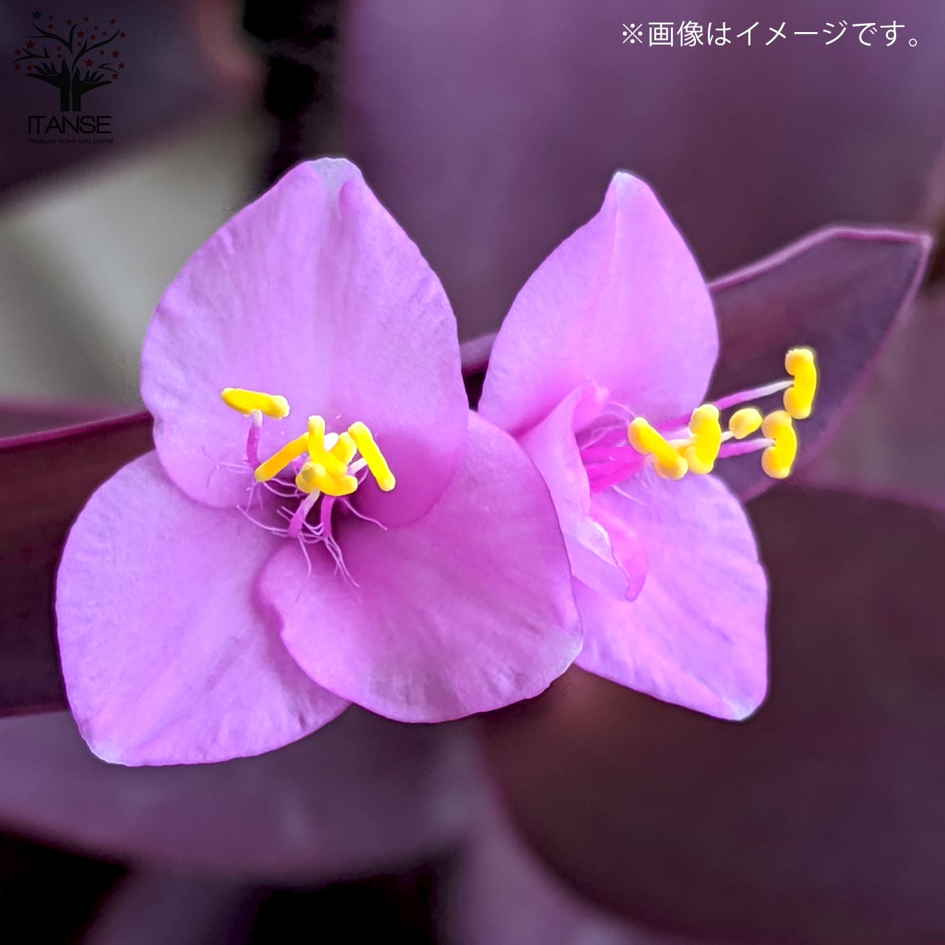 セトクレアセア (ムラサキゴテン)【花苗 3号ポット カラーリーフ