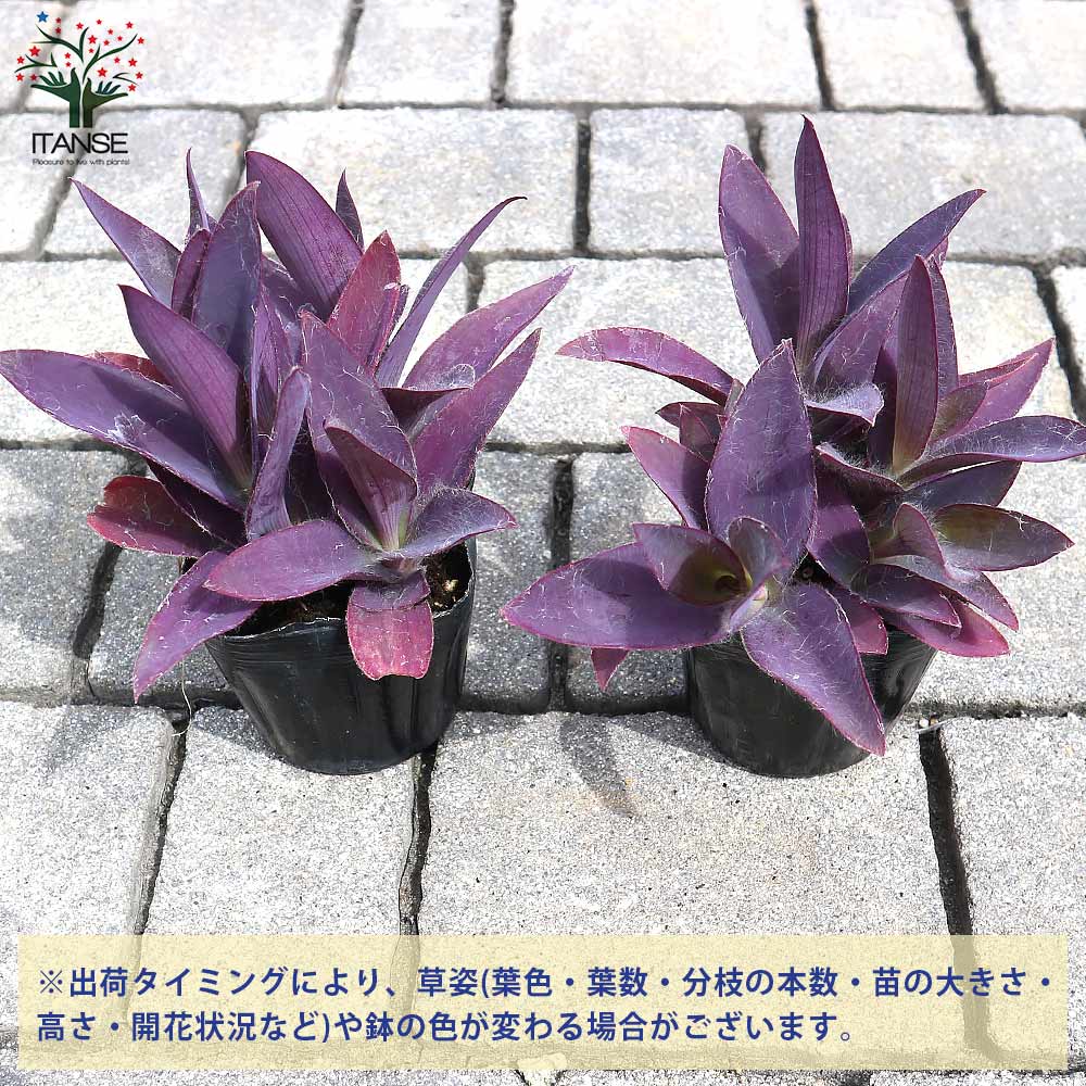 セトクレアセア (ムラサキゴテン)【花苗 3号ポット カラーリーフ