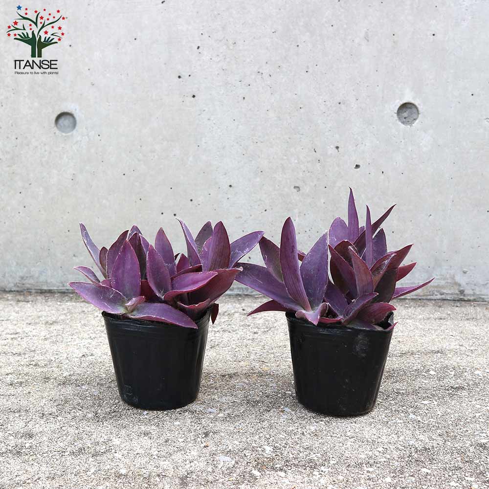 専用 斑入り ムラサキゴテン カット2本 紫色ゴム カット日 10／18