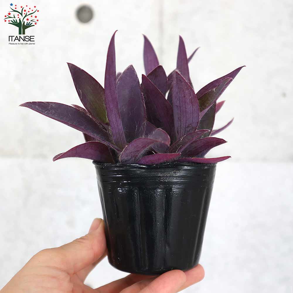 セトクレアセア (ムラサキゴテン)【花苗 3号ポット カラーリーフ