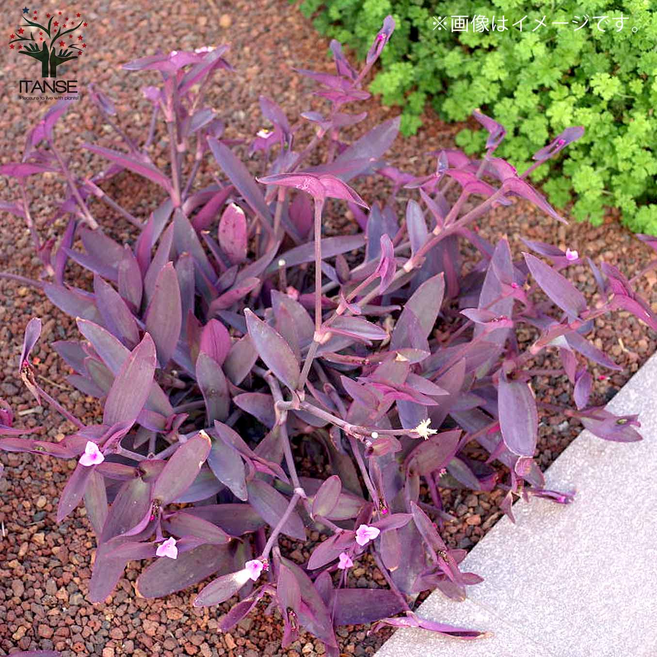 セトクレアセア (ムラサキゴテン)【花苗 3号ポット カラーリーフ