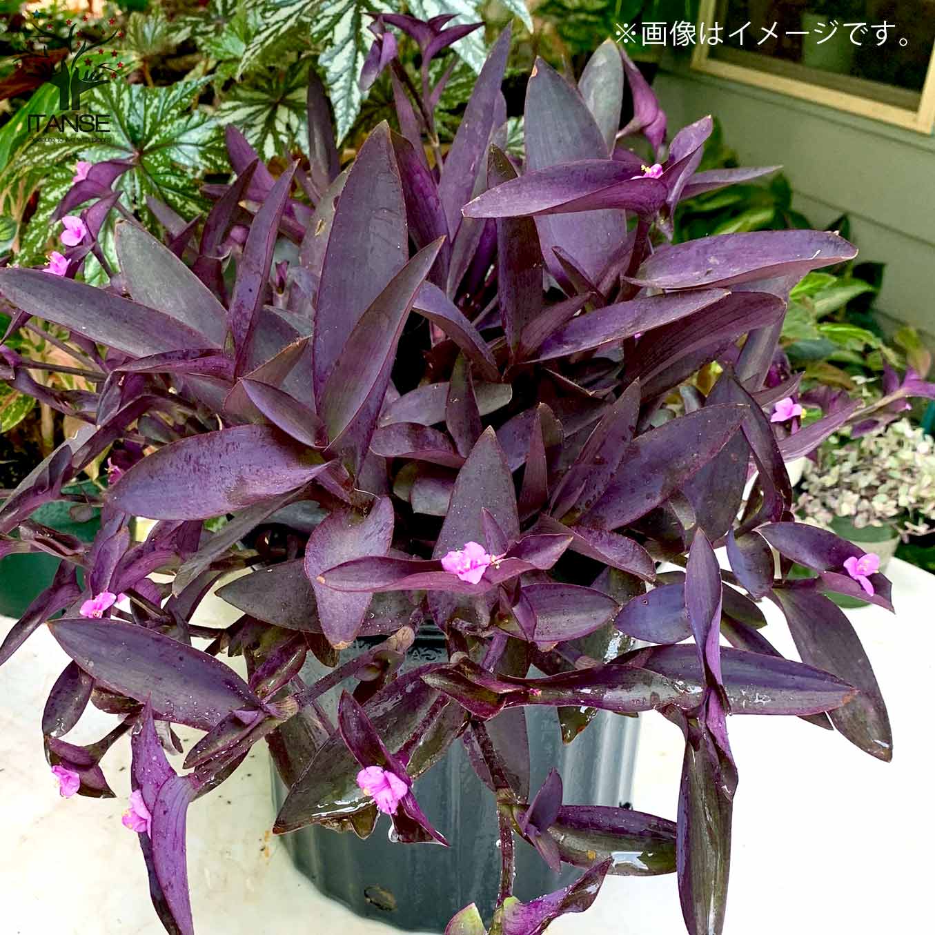 セトクレアセア (ムラサキゴテン)【花苗 3号ポット カラーリーフ