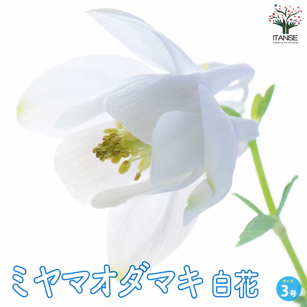 ミヤマオダマキ 白花【花苗 3号ポット】｜ 【植物のITANSE】全品