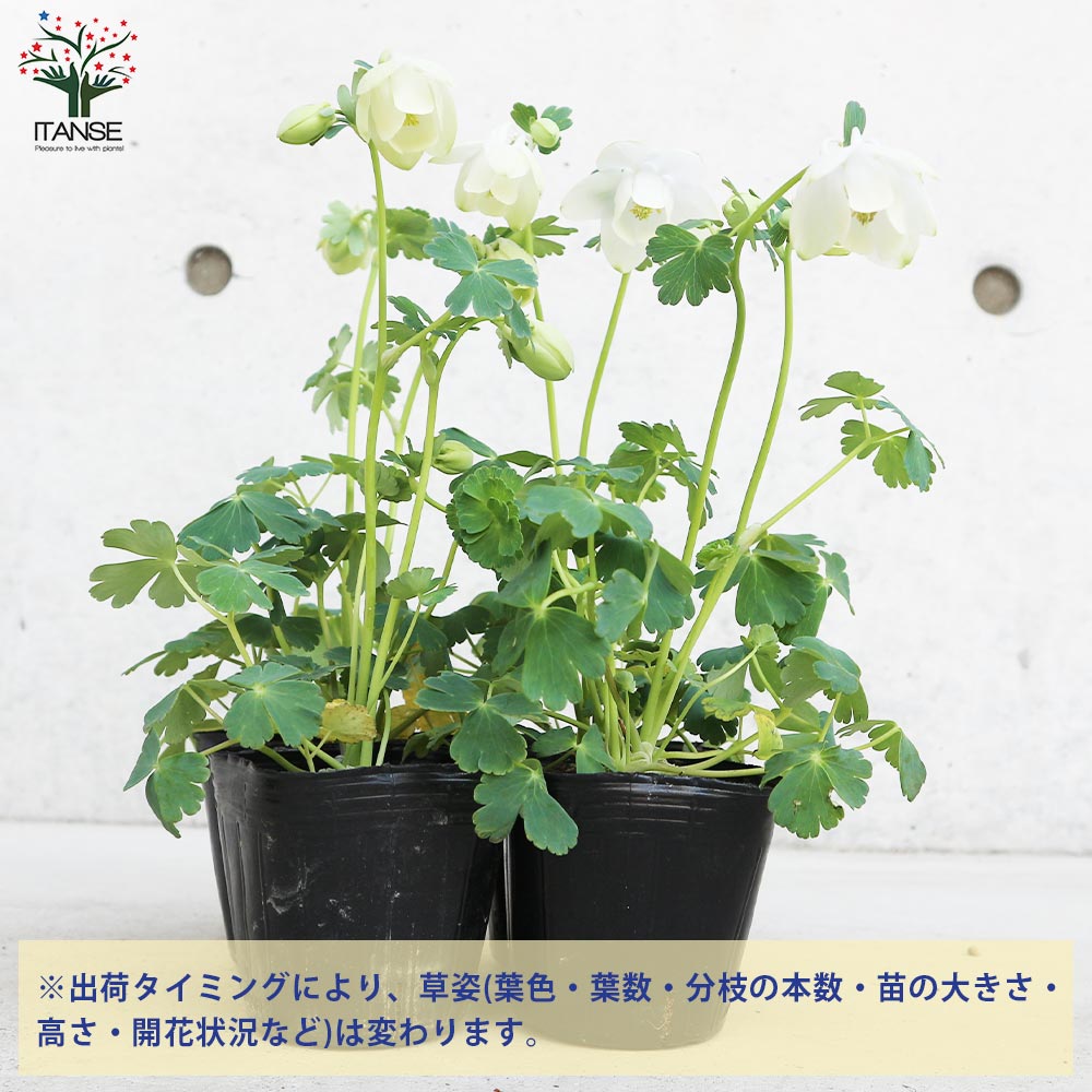 ミヤマオダマキ 白花【花苗 3号ポット】｜ 【植物のITANSE】全品