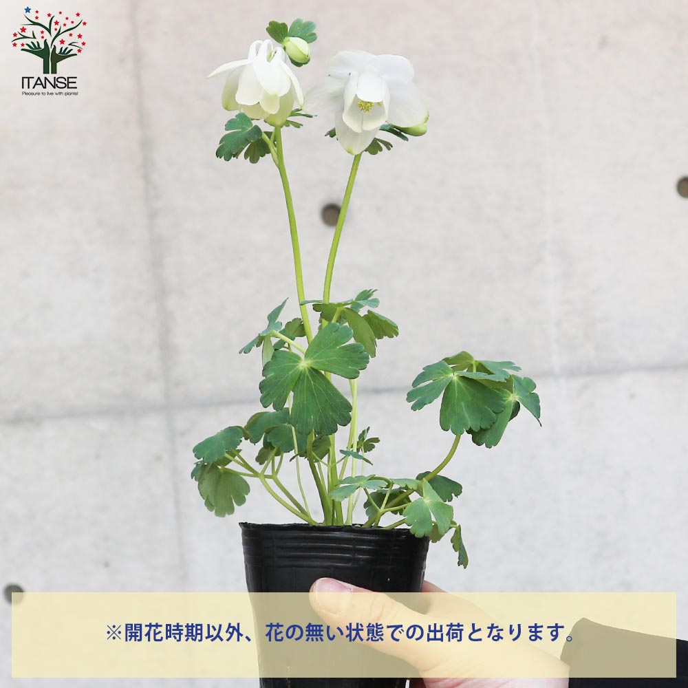 ミヤマオダマキ 白花【花苗 3号ポット】｜ 【植物のITANSE】全品