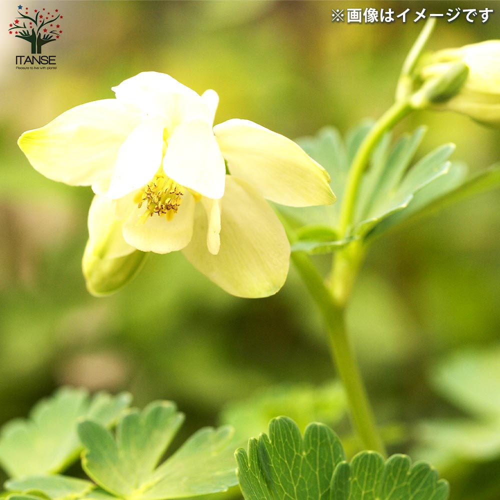 ミヤマオダマキ 白花【花苗 3号ポット】｜ 【植物のITANSE】全品