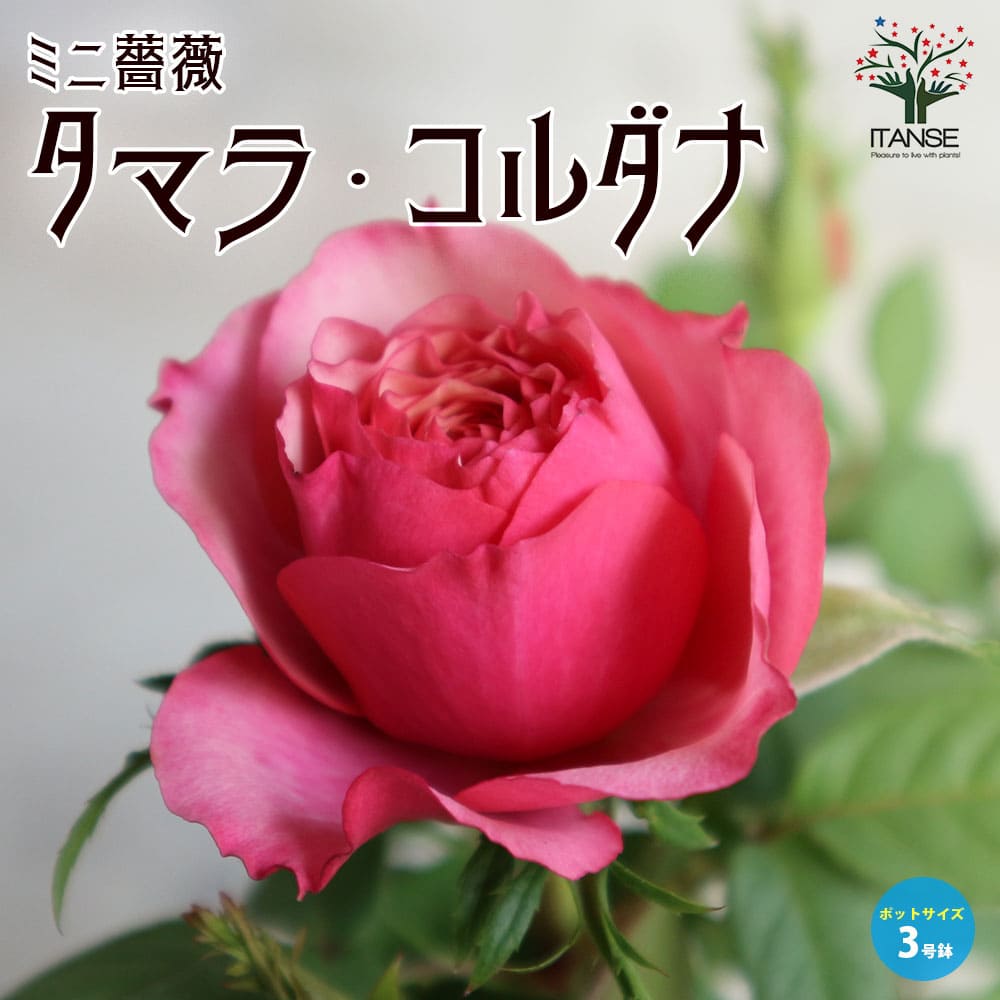 薔薇の苗木 カルーセル コルダナ ミニバラ