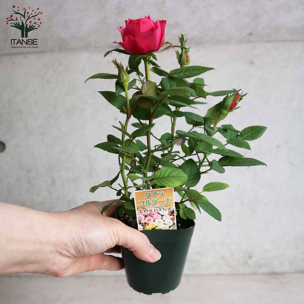 ミニ薔薇 タマラ・コルダナ【花苗3号ポット売り】｜ 【植物の