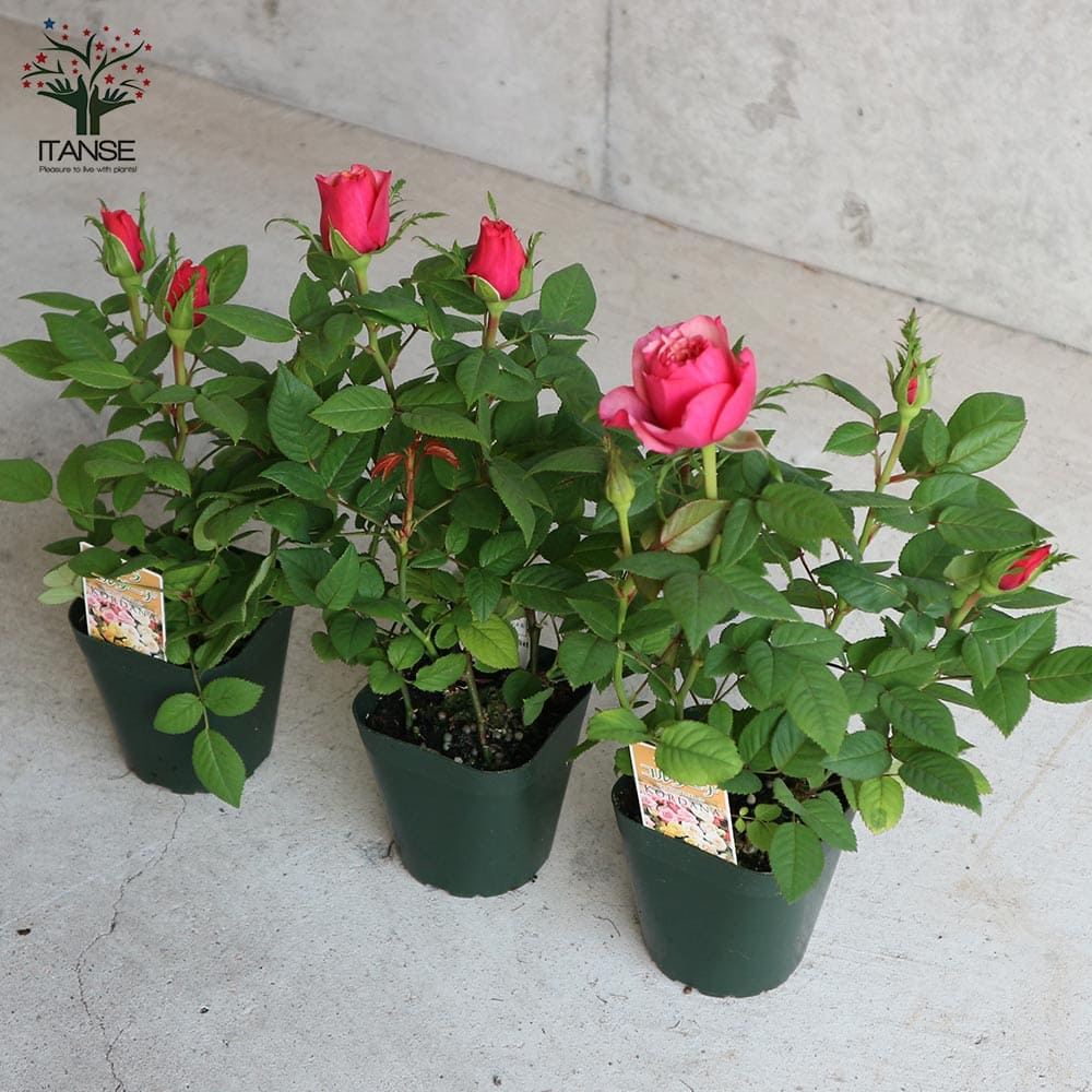 ミニ薔薇 タマラ・コルダナ【花苗3号ポット売り】｜ 【植物の