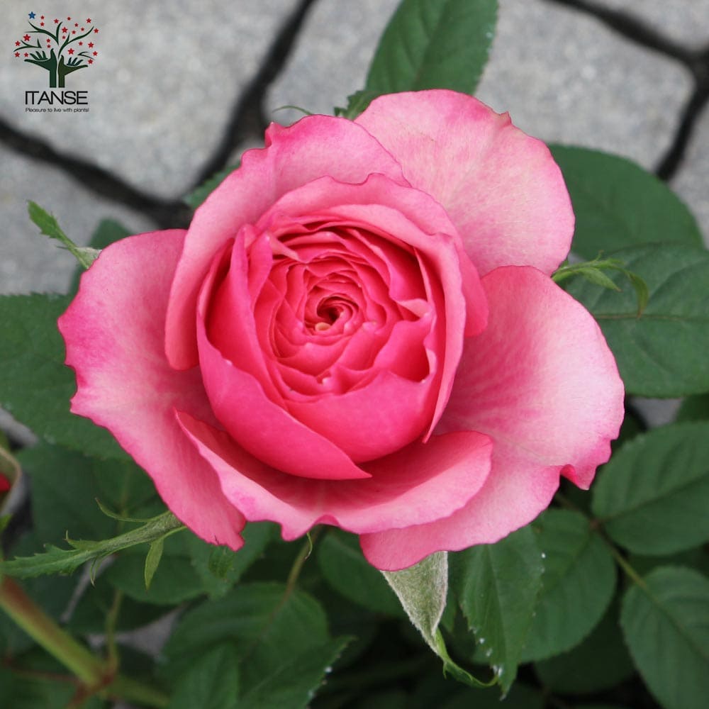 ミニ薔薇タマラコルダーナ ミニ薔薇 タマラ・コルダナ【花苗3号ポット売り】｜ 【植物の