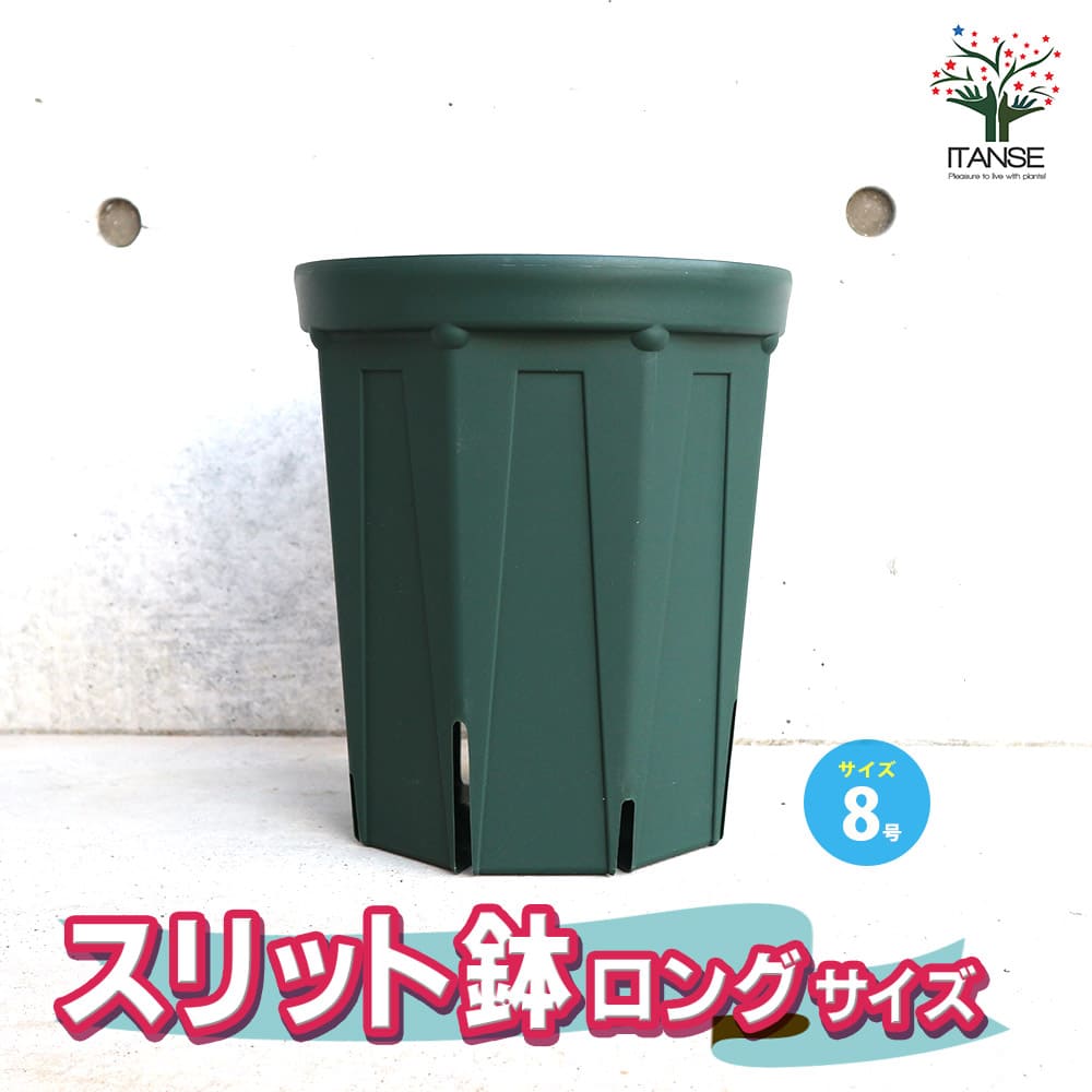 【確認用】Italian 395５号ロングスリット鉢　挿し木苗 ☆結実確認済☆【Italian 395】5号ロングスリット鉢 挿し木苗 一年生